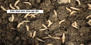 Các Loại Mồi Cho Gà Đá – Bí Quyết Giúp Chiến Kê Bền Sức, Ra Đòn Hiểm Học