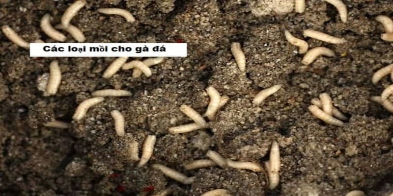 Các Loại Mồi Cho Gà Đá – Bí Quyết Giúp Chiến Kê Bền Sức, Ra Đòn Hiểm Học