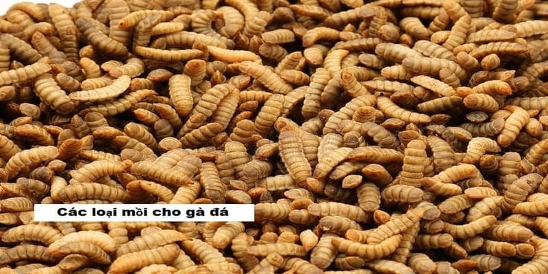 Vì Sao Phải Quan Tâm Đến Các Loại Mồi Cho Gà Đá?