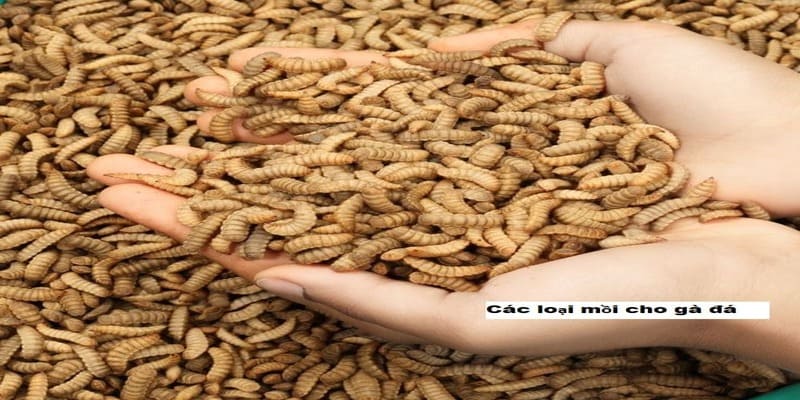 Các Loại Mồi Cho Gà Đá Phổ Biến Và Cách Sử Dụng Hiệu Quả