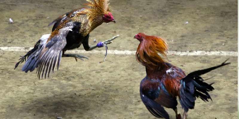 Vì sao Đá gà 69VN là lựa chọn số một của kê thủ hiện đại?
