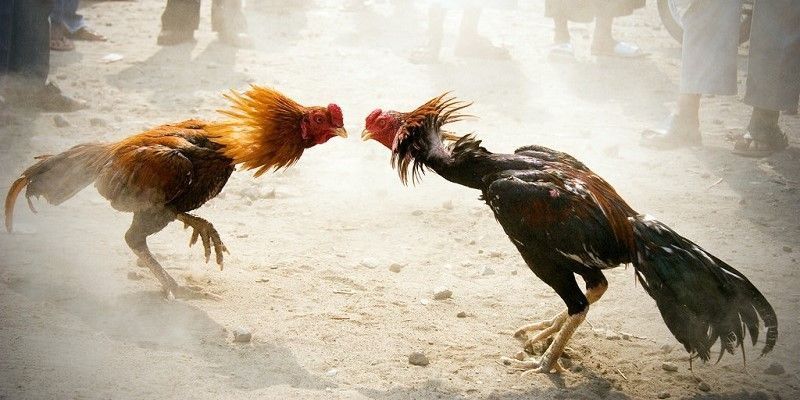Mẹo chơi đá gà tại 69VN – Cẩm nang vàng cho tân kê thủ