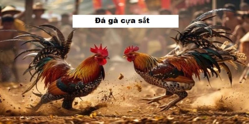 Nguồn gốc và sức hút mãnh liệt của đá gà cựa sắt