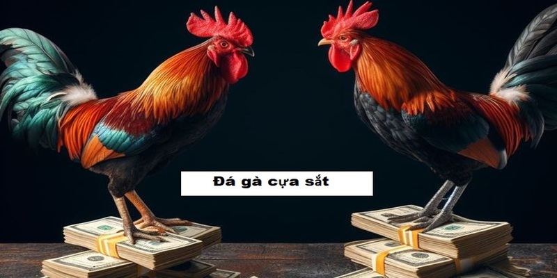Hành trình huấn luyện gà chiến – Khi sự tỉ mỉ làm nên chiến thắng