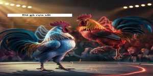 Đá Gà Cựa Sắt – Đỉnh Cao Nghệ Thuật Của Những Cuộc Chiến Nảy Lửa