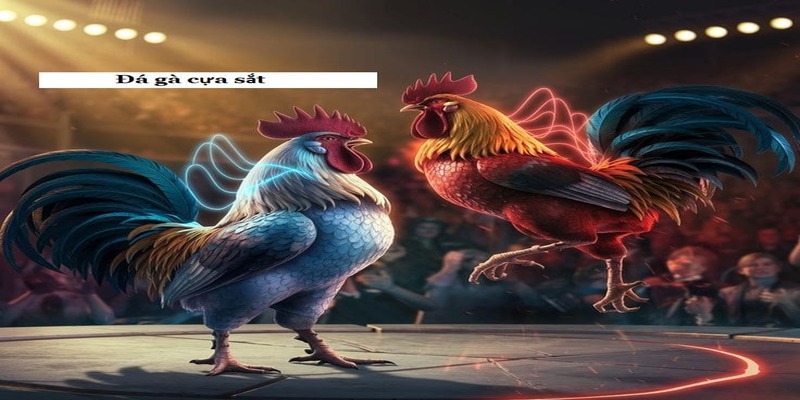 Đá Gà Cựa Sắt – Đỉnh Cao Nghệ Thuật Của Những Cuộc Chiến Nảy Lửa