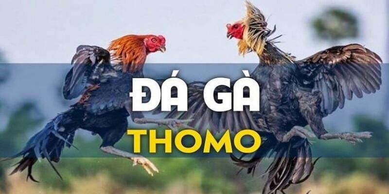 Thomo – “Thánh địa” của đá gà cựa dao biên giới