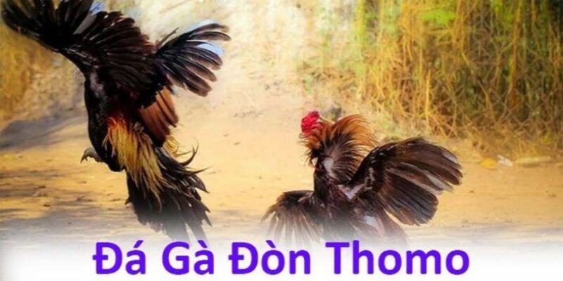 Điểm khác biệt giữa đá gà cựa dao và các hình thức đá gà truyền thống