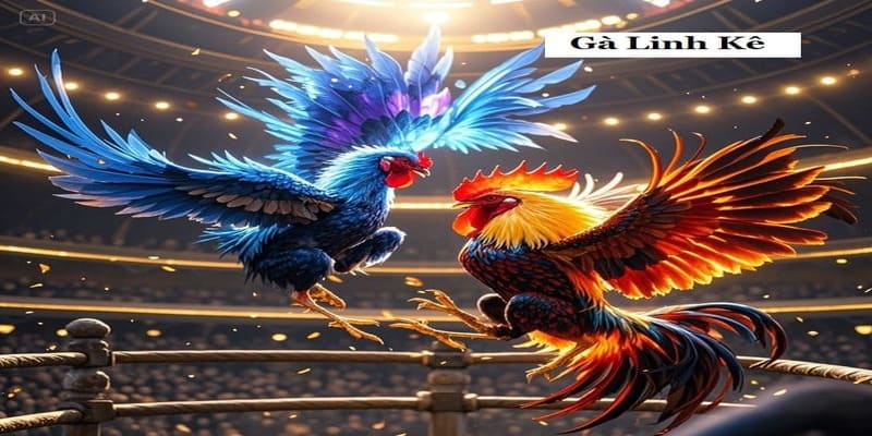 Gà Linh Kê Là Gì? – Khái Niệm Được Truyền Miệng Trong Giới Gà Chọi