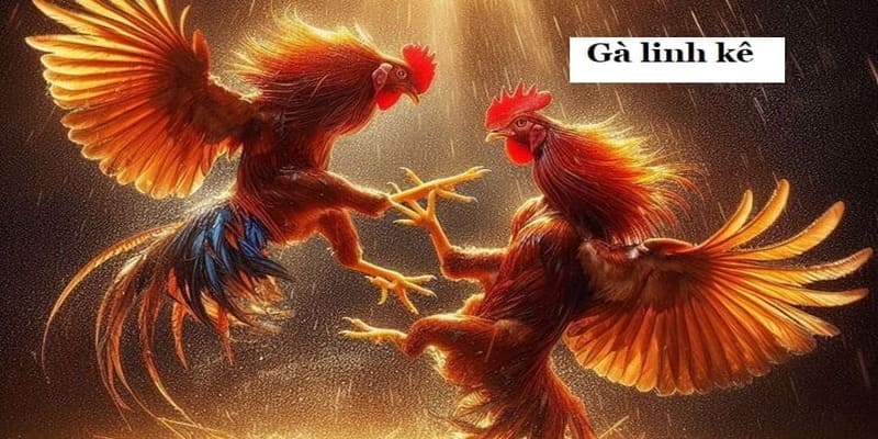 Huấn Luyện Gà Linh Kê – Khi Tài Năng Gặp Đúng Phương Pháp